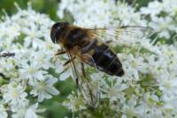 Eristalis pertinax