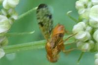Xyphosia miliaria