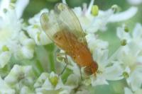 Sapromyzosoma laevatrispina