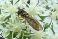 Melanostoma mellinum