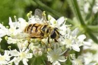 Myathropa florea