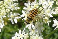 Myathropa florea
