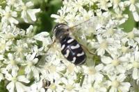 Scaeva pyrastri