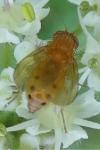 Sapromyzosoma laevatrispina