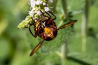Volucella zonaria