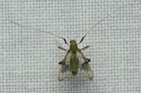 Stenochironomus gibbus