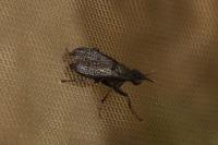 Coremacera marginata