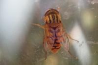 Parhelophilus versicolor