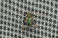 Stenochironomus gibbus