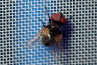 Phasia pusilla