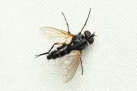 Mintho rufiventris