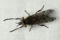 Haematopota pluvialis