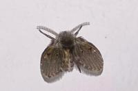 Clogmia albipunctata