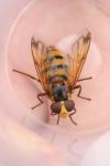 Volucella inanis