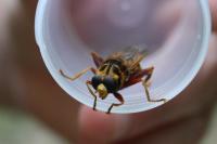 Milesia crabroniformis