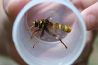 Milesia crabroniformis