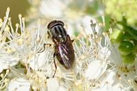 Stomorhina lunata