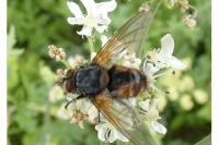 Nemoraea pellucida