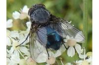 Calliphora vicina/vomitoria