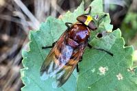 Volucella zonaria