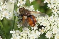 Tachina fera