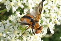 Ectophasia crassipennis