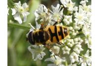 Myathropa florea