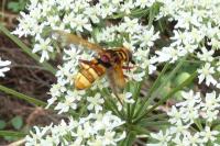Milesia crabroniformis
