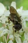 Cheilosia