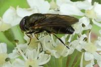 Cheilosia