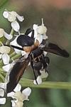 Trichopoda pictipennis
