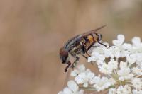 Stomorhina lunata