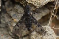 Anthrax varia