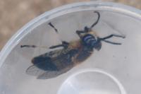 Heptatoma pellucens