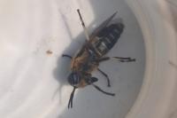 Heptatoma pellucens