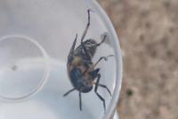 Heptatoma pellucens