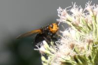 Tachina grossa