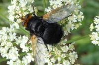 Tachina grossa