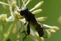 Syritta pipiens