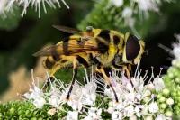 Myathropa florea