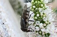 Stomorhina lunata