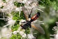 Cylindromyia bicolor
