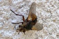 Tachina fera