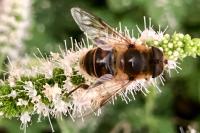 Eristalis tenax