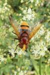 Volucella zonaria