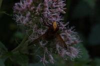 Volucella