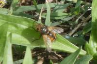 Tachina fera