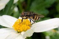 Stomorhina lunata