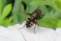 Stomorhina lunata