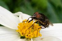 Stomorhina lunata